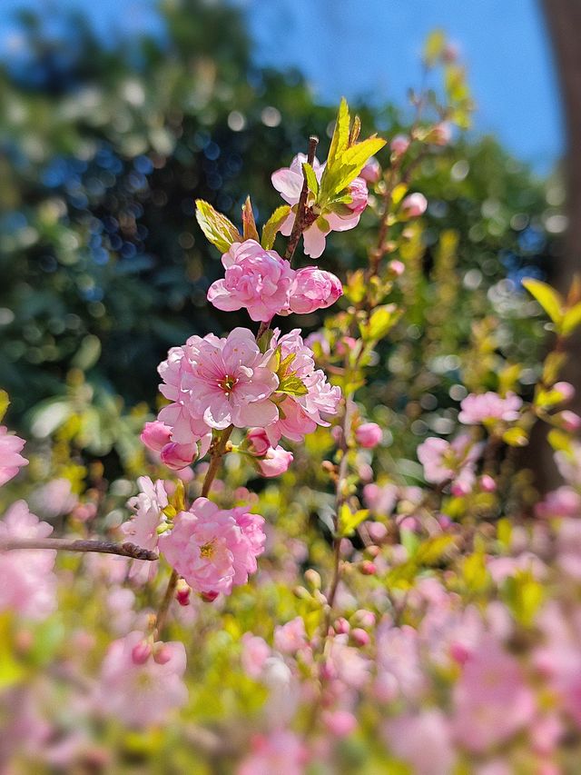 來桂林公園免費享受春天吧！！！
