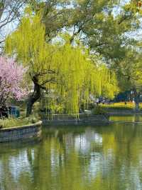 盤點上海十大美景鬱金香公園之｜閘北公園