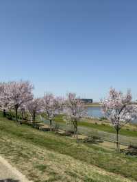 狹山池公園：歷史與自然的交響詩 🌸