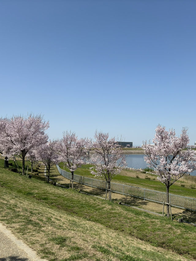 狹山池公園：歷史與自然的交響詩 🌸