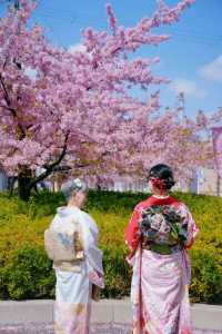 Discover the Cherry Blossom Sea in Kyoto with Direct Metro Access!