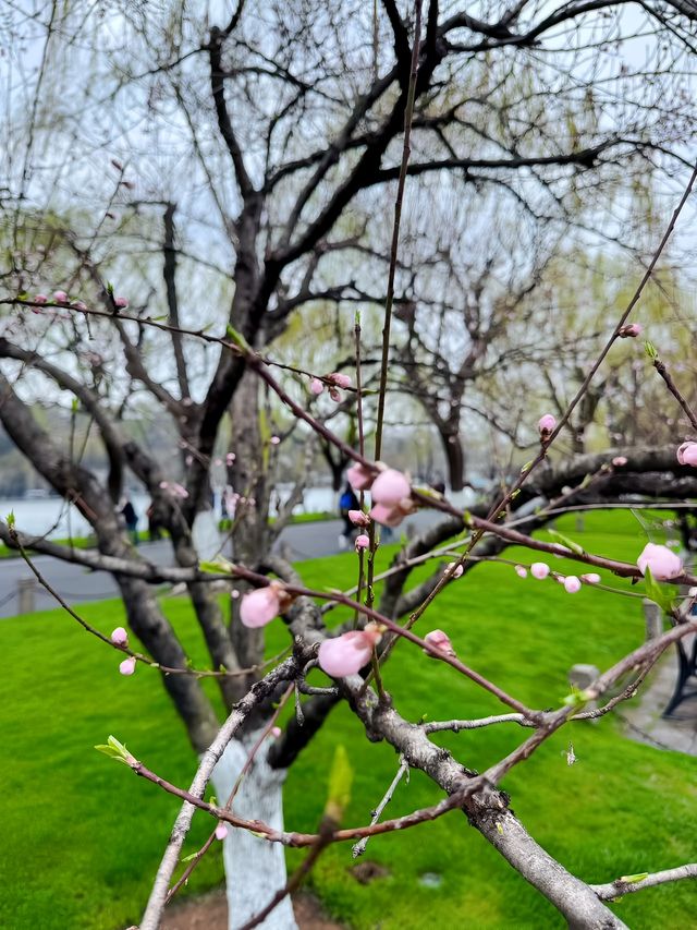 春天！梗係要去杭州西湖賞桃花啦～