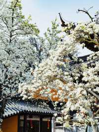 春山有信，靈谷見你