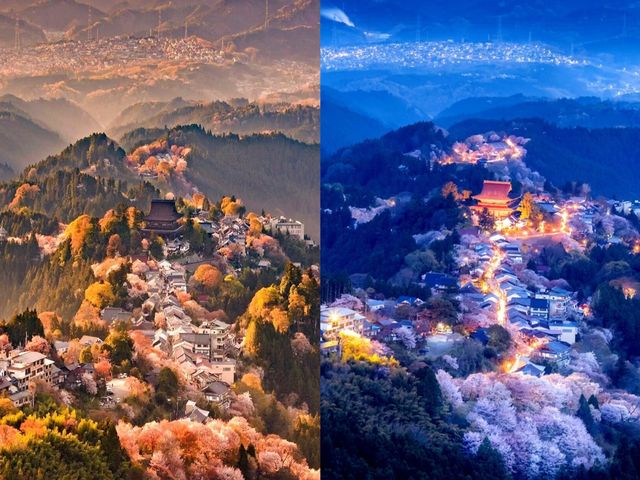 闖入日本賞櫻天花板，邂逅 3 萬株千本櫻