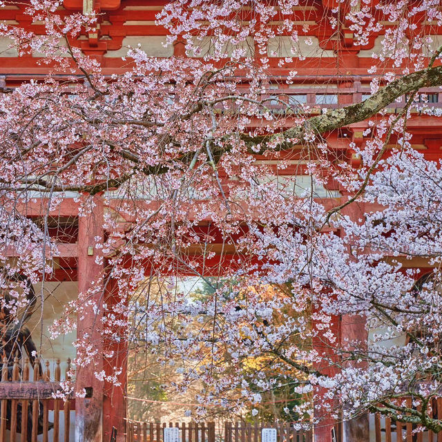 🌸京都賞櫻必去7大聖地🌸