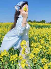 漢中油菜花已盛開！內附9個精品觀花點