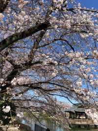 埼玉県東松山市の上沼公園で桜を楽しむ方法