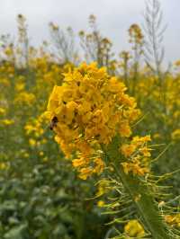 🌼深圳光明歡樂田園花海，夢幻仙境！