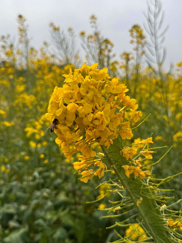 🌼深圳光明歡樂田園花海，夢幻仙境！