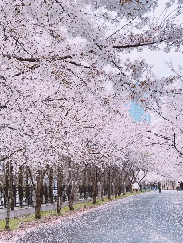 난징 벚꽃놀이, 초보자 가이드 (경로 포함)