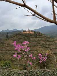江門2日奇妙之旅看了這篇你會感謝我