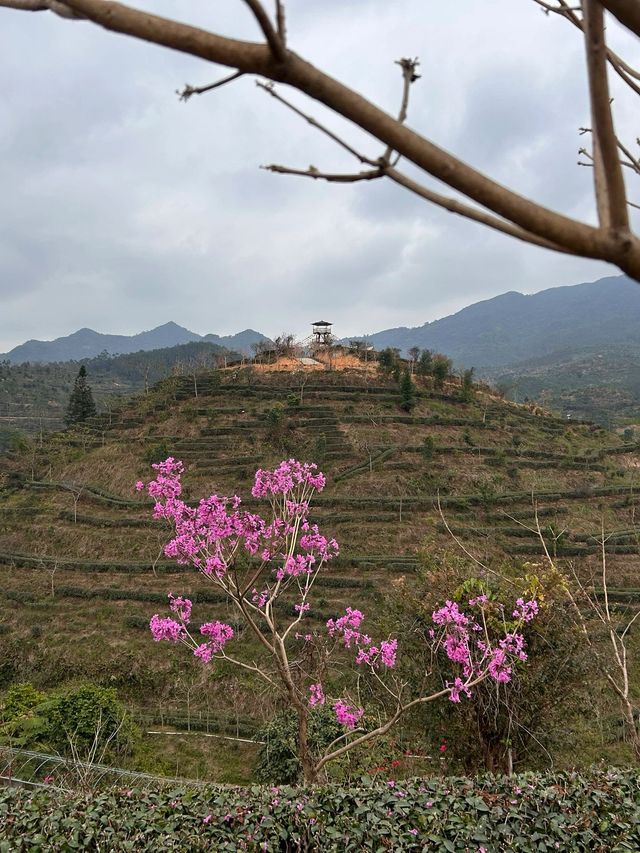 江門2日奇妙之旅看了這篇你會感謝我