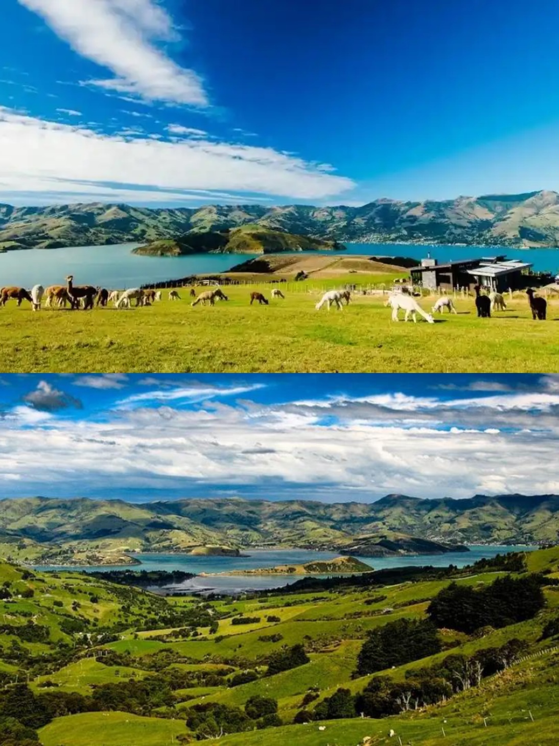 Encounter the French secret place in the Southern Hemisphere｜Akaroa, New Zealand