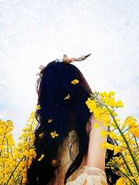 漢中油菜花花海春季賞花攻略：金色波浪中的詩意生活
