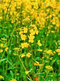 全網首發：櫻花油菜花同框，3.13實拍