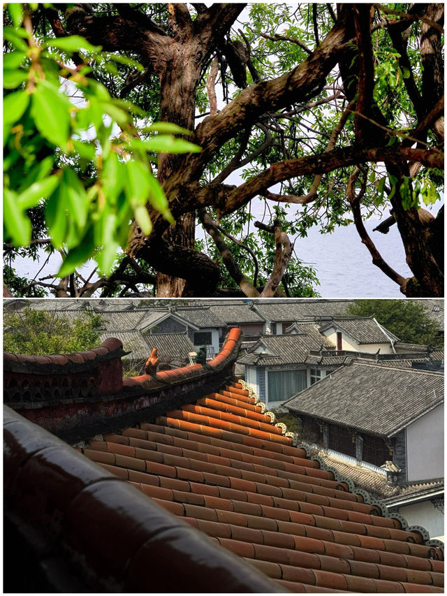 去了大理5次，整理出來的攻略