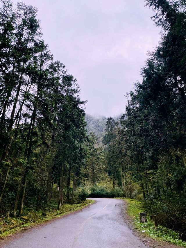 成都 . 都江堰龍池 | 高山杜鵑開啦