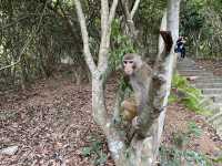 探秘「猴」趣天堂！深圳塘朗山公園與野生猴群奇遇記🐒🌳