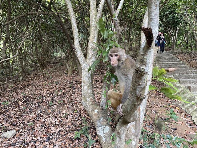 探秘「猴」趣天堂！深圳塘朗山公園與野生猴群奇遇記🐒🌳