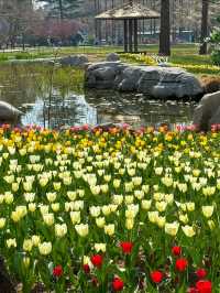 中山公園青島鬱金香美暈了
