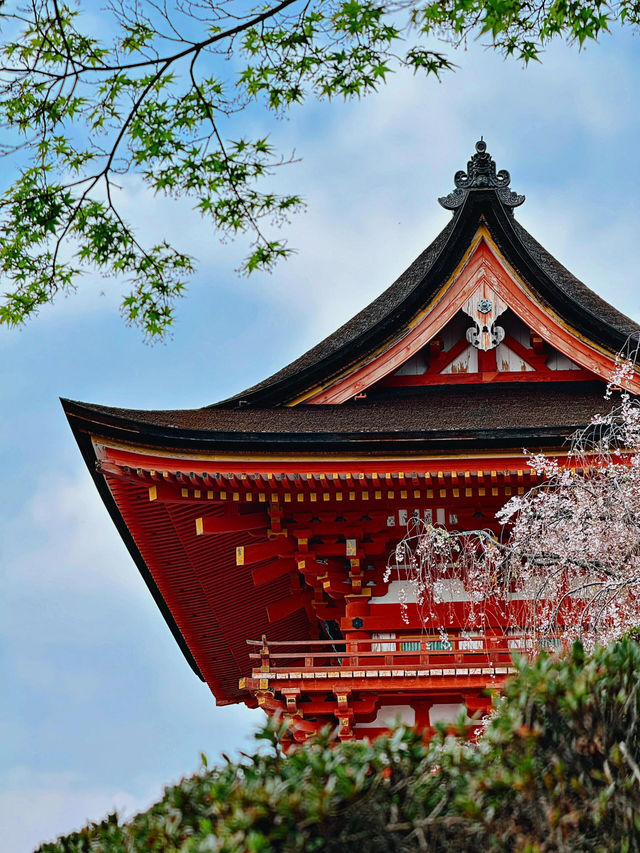 2025年清水寺櫻花季尾聲：春日的溫柔謝幕