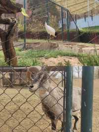 你以為只是看動物？大連森林動物園還能這樣玩？