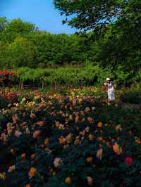 鄭州月季公園詳細旅遊攻略
