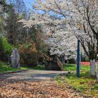 貴陽馬廠營山體公園｜你不知道的秘密賞櫻地🌸