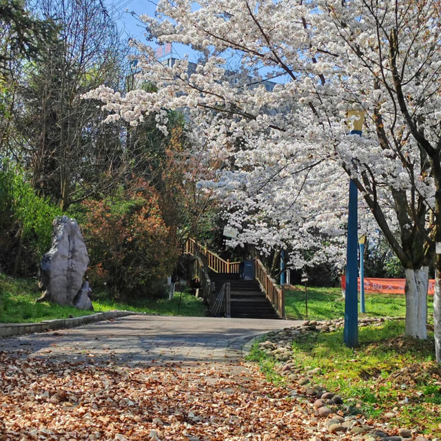 貴陽馬廠營山體公園｜你不知道的秘密賞櫻地🌸