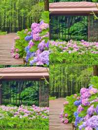 情侶約會擁抱花與海濱江森林公園