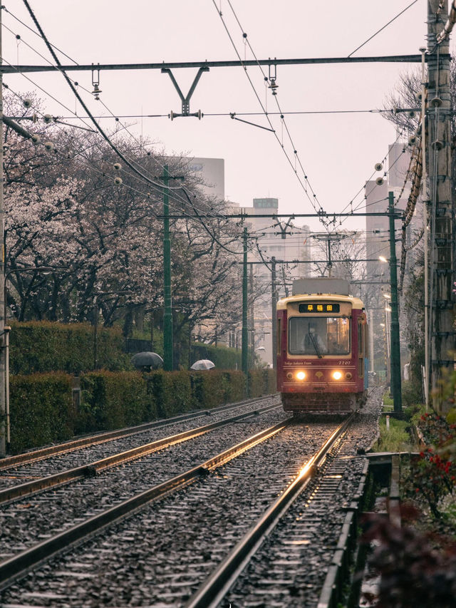 東京 | 搭乘昭和風情的櫻花電車🌸