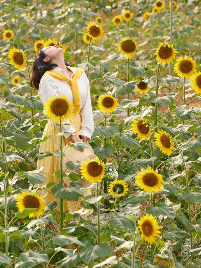 救命！深圳這片向日葵花海美到像走進梵高的畫布裡🌻光明歡樂田園的金色浪漫已開播，速來打卡！