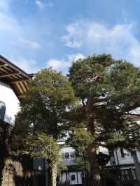 京都端午｜東福寺通天橋 人少景靚嘅綠野仙蹤🌿