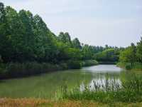 徐州2H｜洪澤湖濕地，係水杉同飛鳥嘅詩