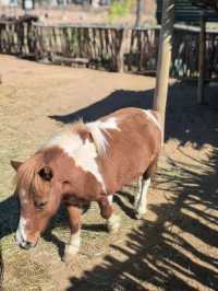 跟團實錄｜納米比亞RIVER CHALETS迷你動物園