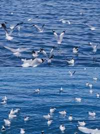 青海湖6月旅行全攻略 | 邂逅高原藍寶石與金黃花海