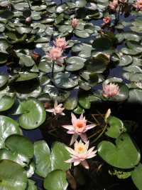 6月賞花花海打卡指南，解鎖限定浪漫！