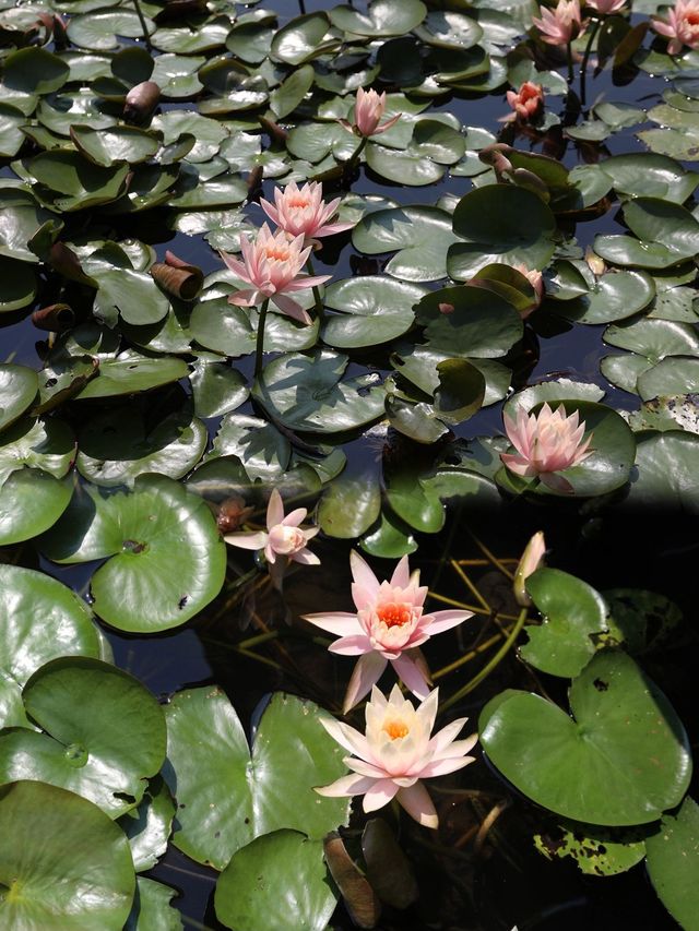 6月賞花花海打卡指南，解鎖限定浪漫！