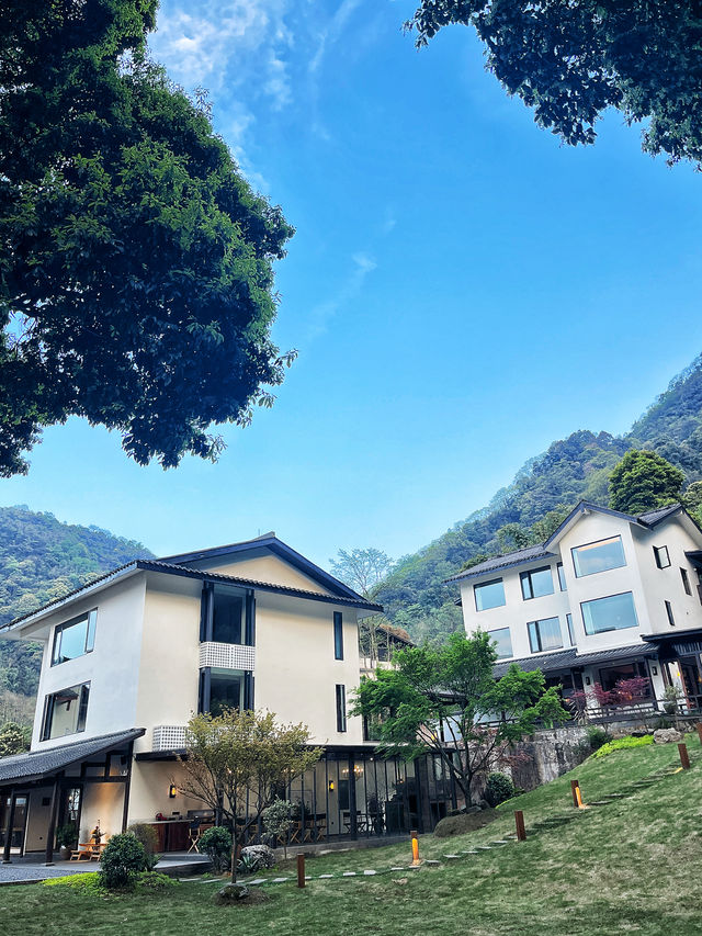 為咗呢棵樹 專登嚟咗峨眉山