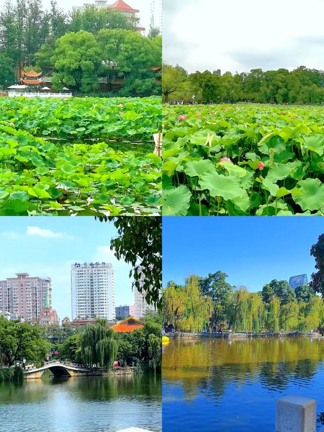 「昆明翠湖公園：城市中的詩意綠寶石」