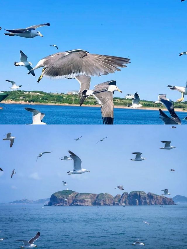 海驢島旅遊攻略：打卡「中國黑尾鷗之鄉」