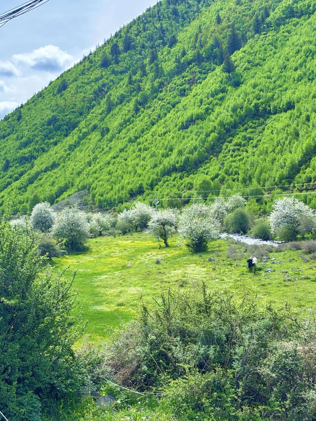 邂逅川西，清涼一夏