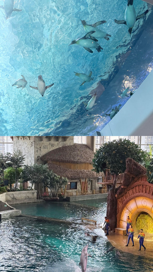 跟住劉亦菲打卡全球最大海洋館成功