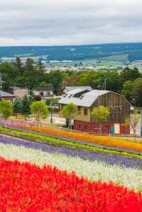 北海道夏日花海，每一幀都似電腦壁紙