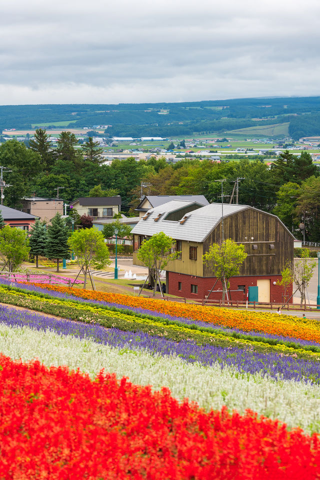 北海道夏日花海，每一幀都似電腦壁紙