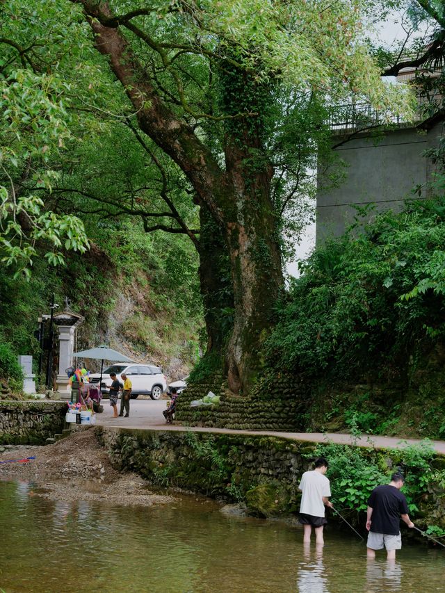 750年徽派暴擊！芹川古村嘅石斑魚銀河，全家玩到腳軟