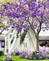 闖入深圳莫奈花園邂逅紫色花海與法式浪漫