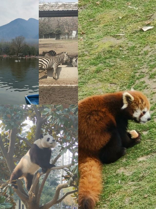 西安最新親子打卡地｜秦嶺野生動物園新展地驚艷亮相！