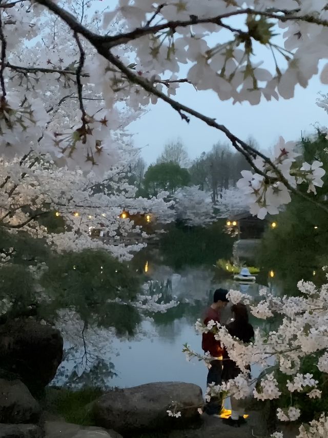 不愧是杭州的next level…夜櫻直接美到封神
