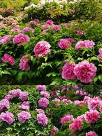 菏澤牡丹花城2日遊｜1000元搞定春日限定浪漫